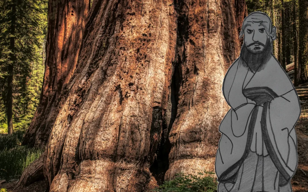 À l’ombre des vénérables en blanc