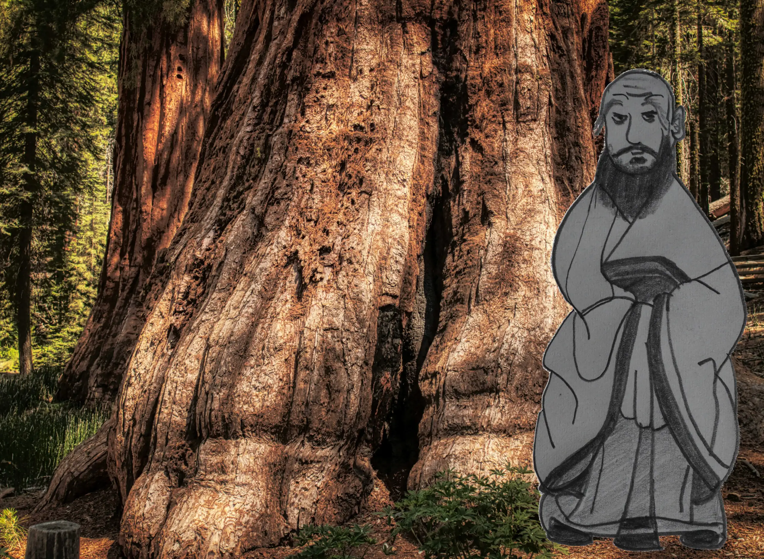 À l’ombre des vénérables en blanc